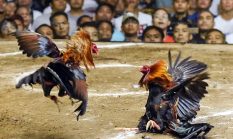 ᨆᨔᨕᨘ ᨆᨊᨘ